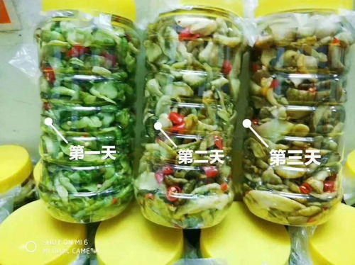 零投資高回報，攜手賀州壽城，共筑地瓜產業新篇章